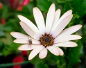 Blume_DDD0469_Bildgröße ändern